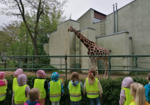 dzieci podziwiają żyrafę